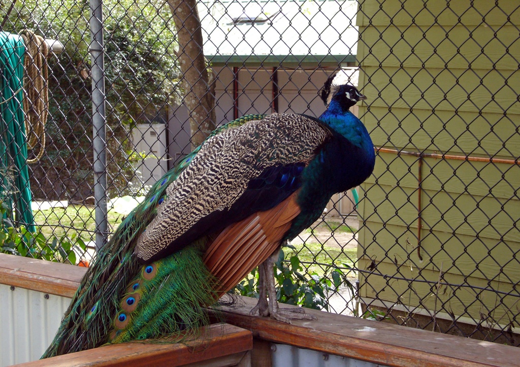 A Wandering Peacock